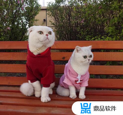 两只猫抖音四川话(两只猫抖音四川话杠精)