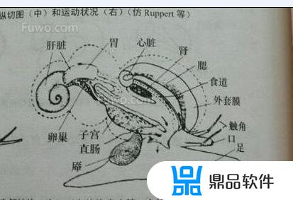 为什么抖音主播都说海螺尾部能吃(为什么很多人吃海螺尾部)