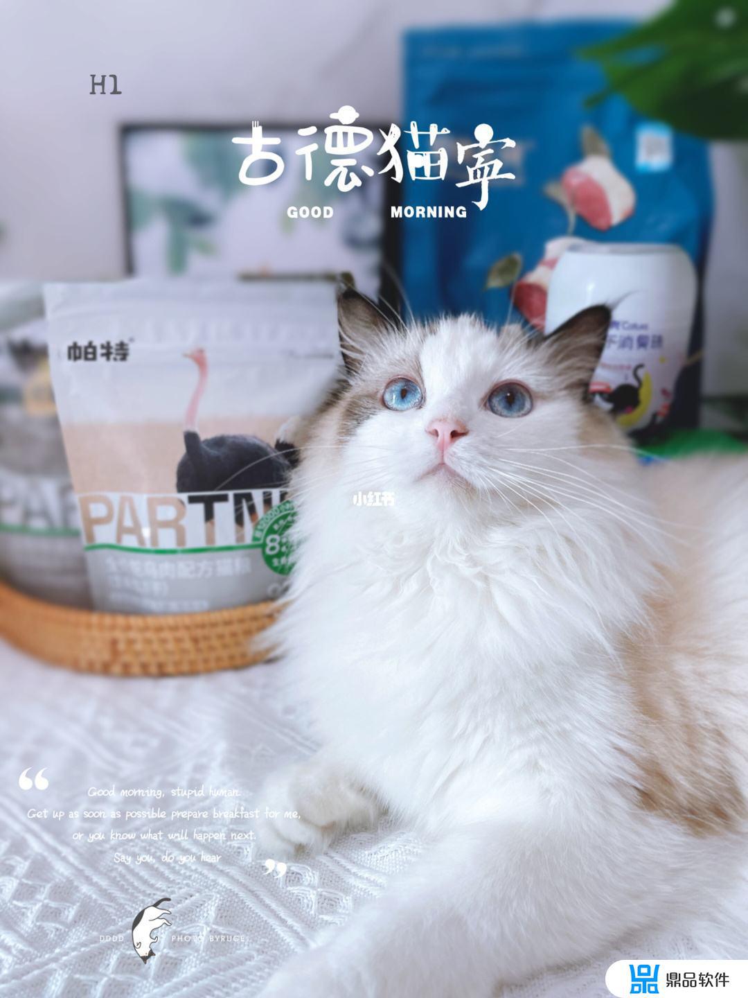 抖音上的猫脸古德猫宁(抖音猫宁个人资料)