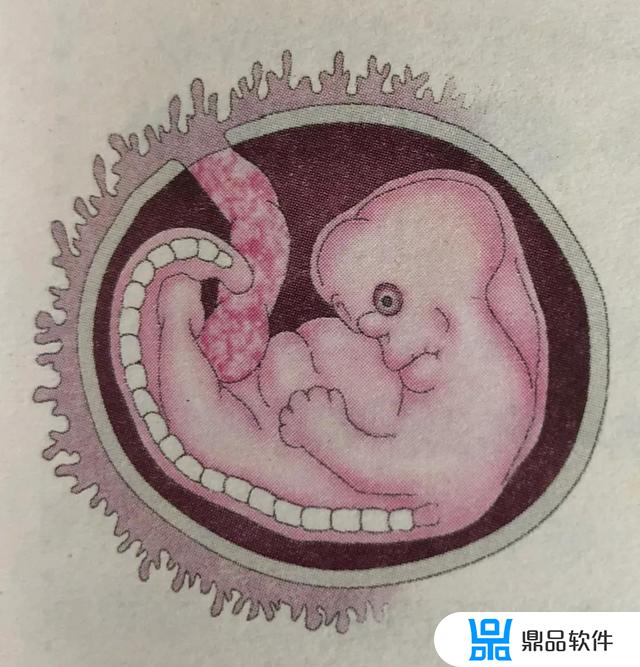怀孕前的图片抖音(抖音怀孕前文字图片)
