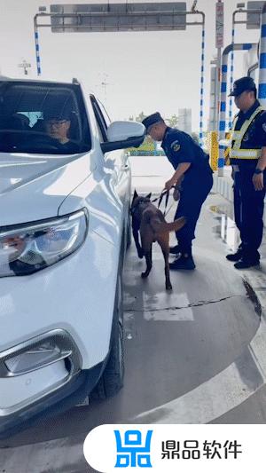 抖音如何拍警犬(抖音有网警吗)