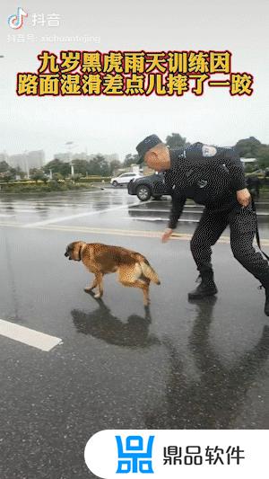 抖音如何拍警犬(抖音有网警吗)