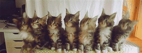 五只猫咪摇头表情包抖音(抖音三只小猫摇头表情包)