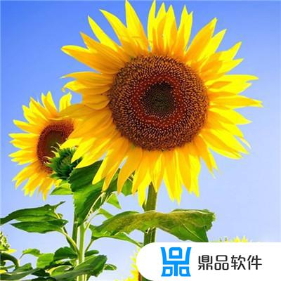 为什么抖音有的头像有太阳花(抖音头像上有个太阳是怎么回事)