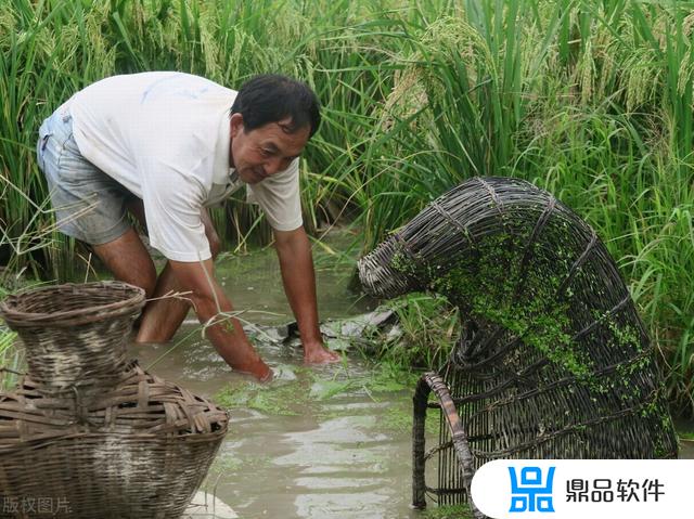 抖音里水草里怎么抓鳝鱼的(抖音上面捉黄鳝的是真是假)