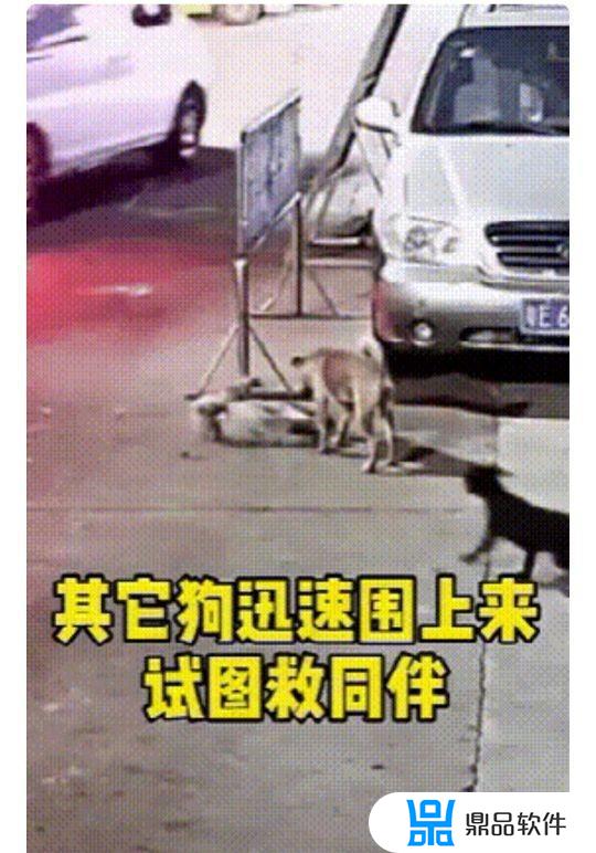 抖音你的雷哥哥怎么了(抖音雷哥是谁)