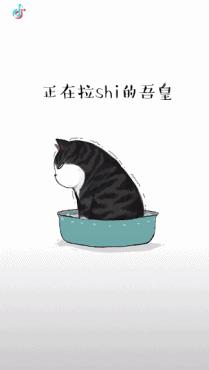 抖音蛋哥猫猫粮(抖音大口吃猫粮的猫)