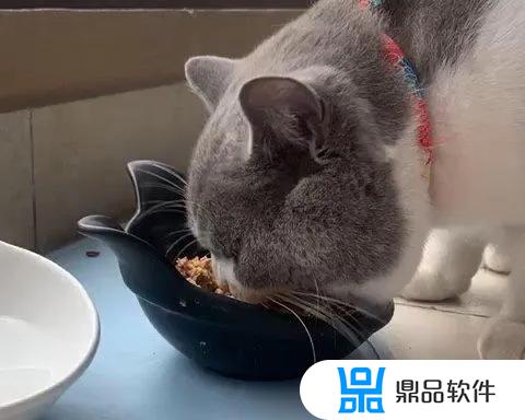 抖音里怎么让小猫咪吃猫粮