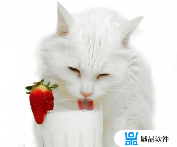 抖音里怎么让小猫咪吃猫粮