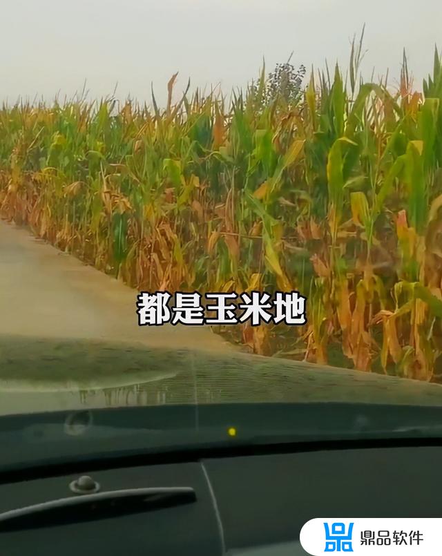 抖音安徽玉米地(抖音玉米)