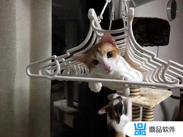 抖音猫吃榴莲的文案(榴莲发抖音文案)