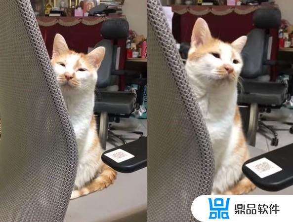 抖音上的阿宝猫(抖音阿猫呀)