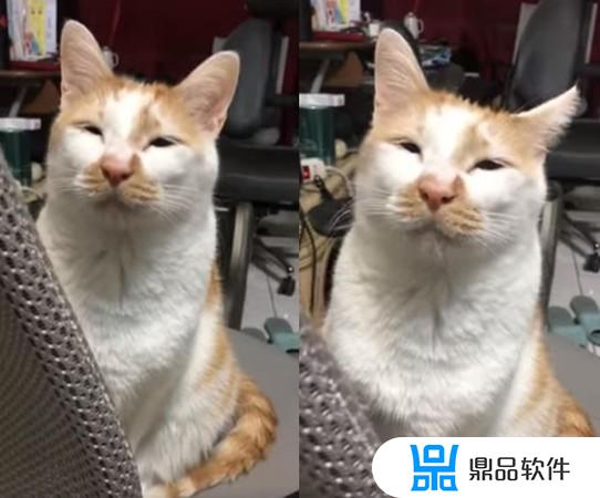 抖音上的阿宝猫(抖音阿猫呀)