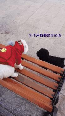 怎么在抖音上玩猫人(抖音找猫怎么玩)