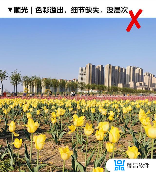 郁金香花海如何拍抖音(抖音郁金香图片)