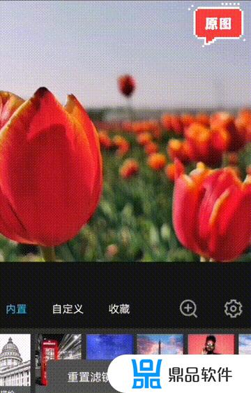 郁金香花海如何拍抖音(抖音郁金香图片)