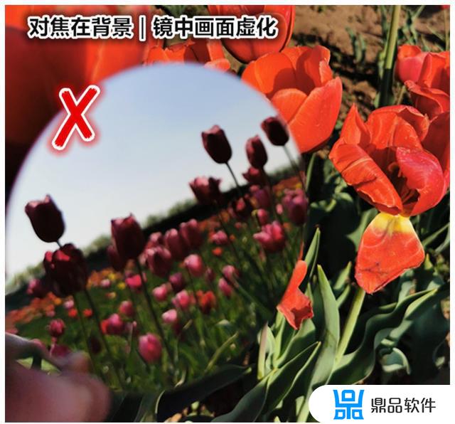 郁金香花海如何拍抖音(抖音郁金香图片)