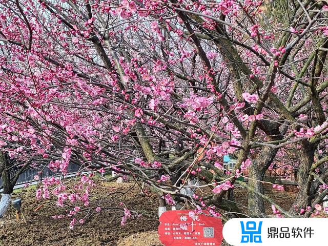 现在武汉东湖磨山的樱花开抖音(现在武汉东湖磨山的樱花开的怎么样)