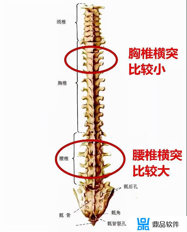 抖音最火减肥操外国(抖音上减肥操三个国外女孩)