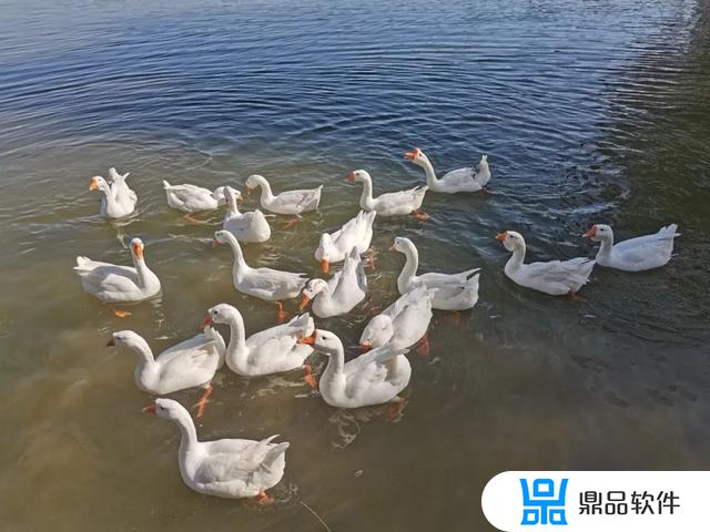 抖音上的拉链树怎么做(抖音上自己做的树)