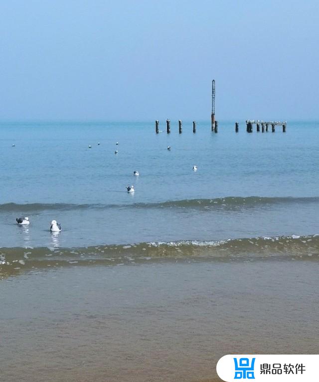 海鸥展翅飞抖音怎么拍(抖音拍海鸥怎么拍的)