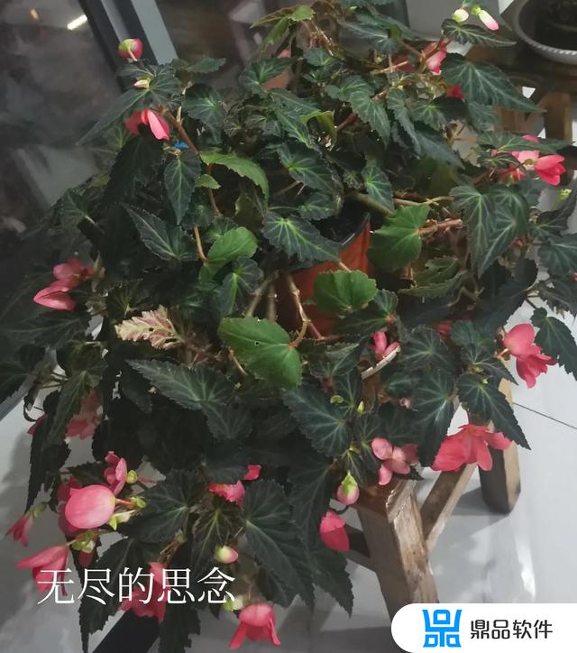 抖音是你杨哥啊怎么不见了