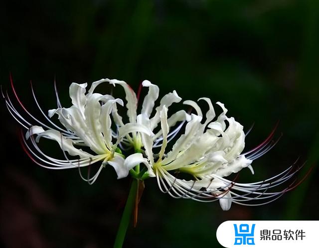 抖音彼岸花视频(抖音彼岸花视频图片)