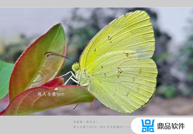 抖音上面的蝴蝶怎么拍摄的(最近抖音很火的蝴蝶怎么拍的)