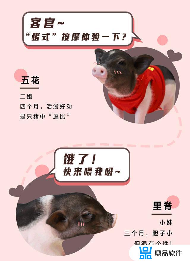 抖音里面的猪怎么抓的(抖音抓猪怎么抓)