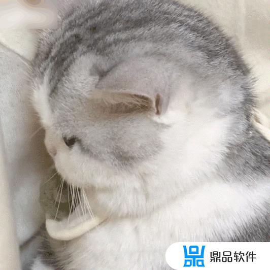 抖音上最火猫壁纸(抖音很火的猫壁纸)