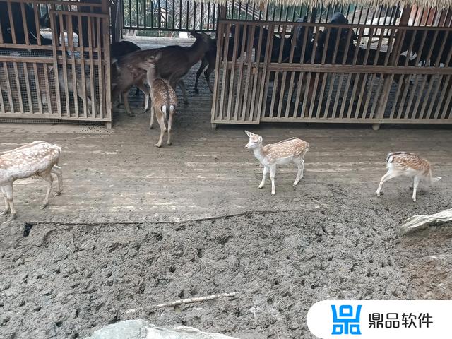 栾川县动物园的抖音(栾川抖音网红)