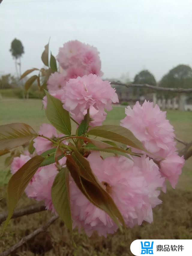 请问大师你怎么这么喜欢拍抖音啊(请问大师你怎么这么喜欢拍抖音啊怎么回答)