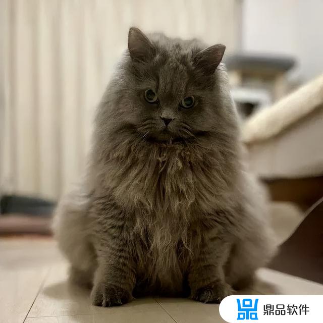 猫变得不同形状的抖音(猫变得不同形状的抖音名字)