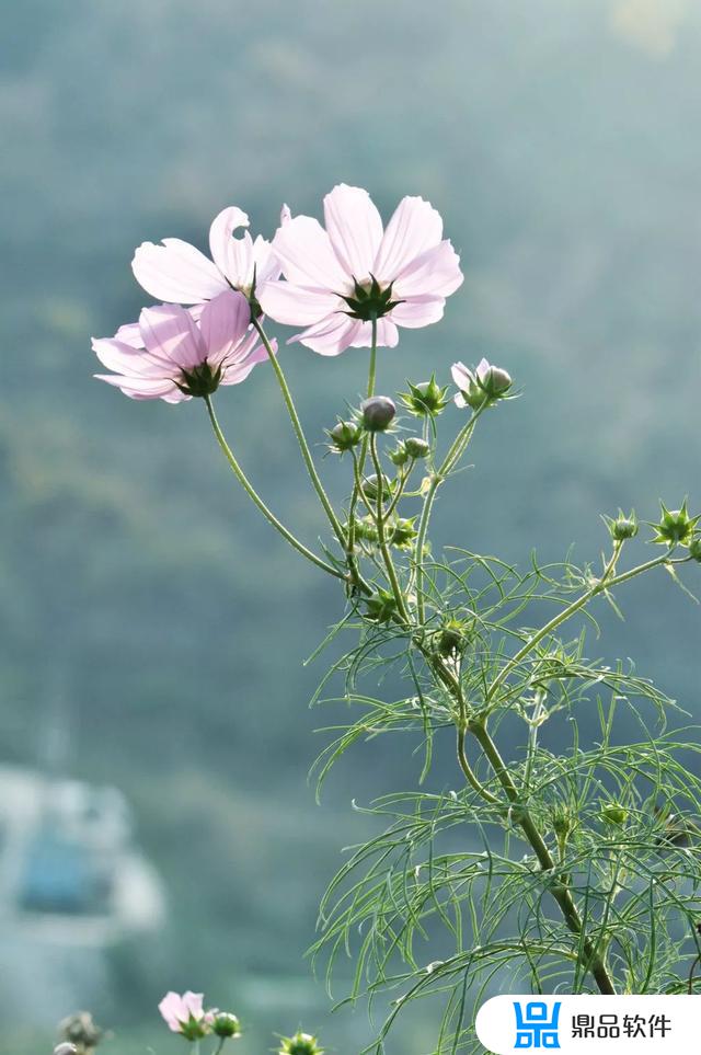 抖音谁家的姑娘叫什么歌(抖音谁家的姑娘是什么歌)