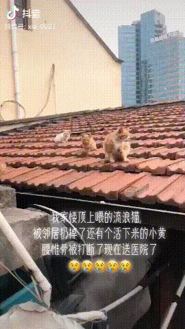 抖音最近很火的一只猫(抖音最近很火的一只猫叫晚晚)