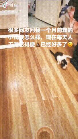 抖音最近很火的一只猫(抖音最近很火的一只猫叫晚晚)