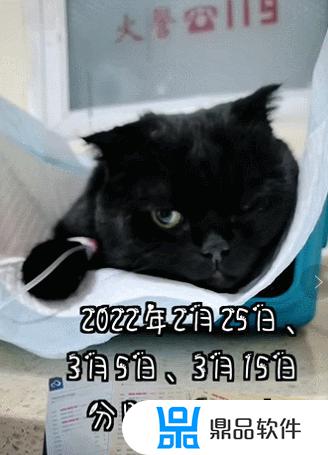 抖音千岁岁是什么品种的猫(抖音里的千岁岁是什么品种的猫)