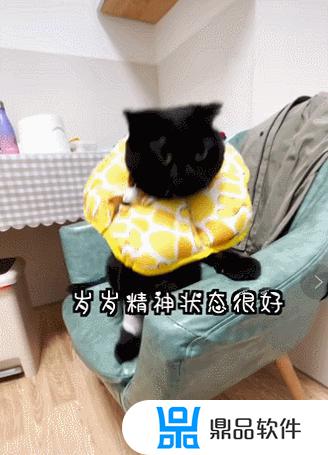 抖音千岁岁是什么品种的猫(抖音里的千岁岁是什么品种的猫)