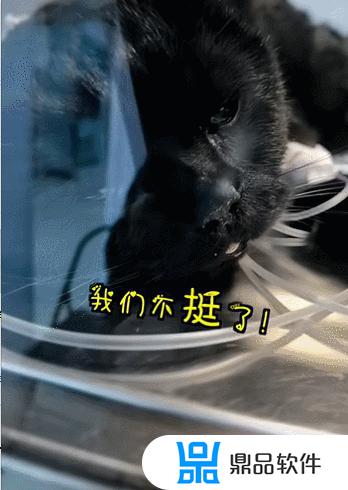 抖音千岁岁是什么品种的猫(抖音里的千岁岁是什么品种的猫)