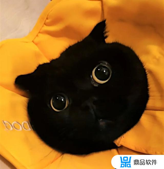 抖音千岁岁是什么品种的猫(抖音里的千岁岁是什么品种的猫)