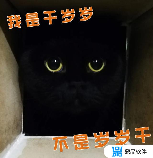 抖音千岁岁是什么品种的猫(抖音里的千岁岁是什么品种的猫)