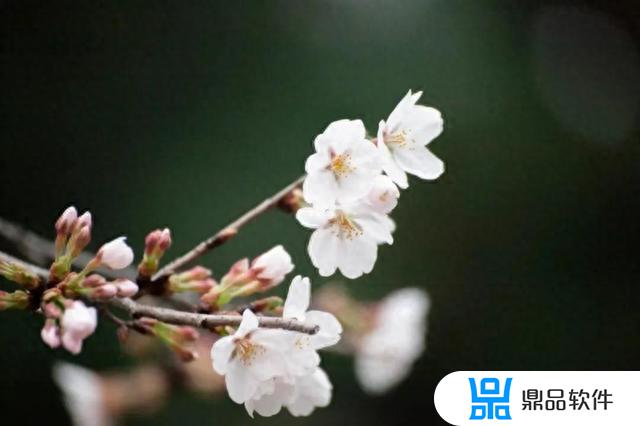 抖音樱花雨礼物怎么获得(抖音樱花雨礼物怎么获得视频)