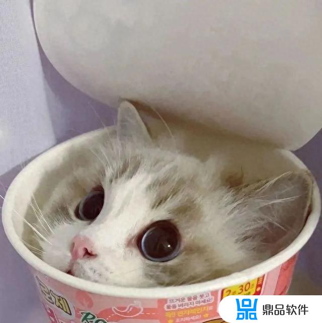 抖音上超火的猫咪头像超治愈(可爱到爆的猫咪头像)