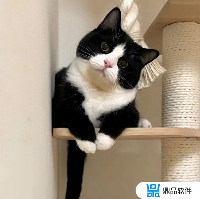 抖音上超火的猫咪头像超治愈(可爱到爆的猫咪头像)