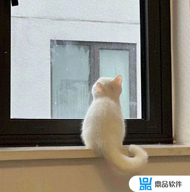 抖音上超火的猫咪头像超治愈(可爱到爆的猫咪头像)