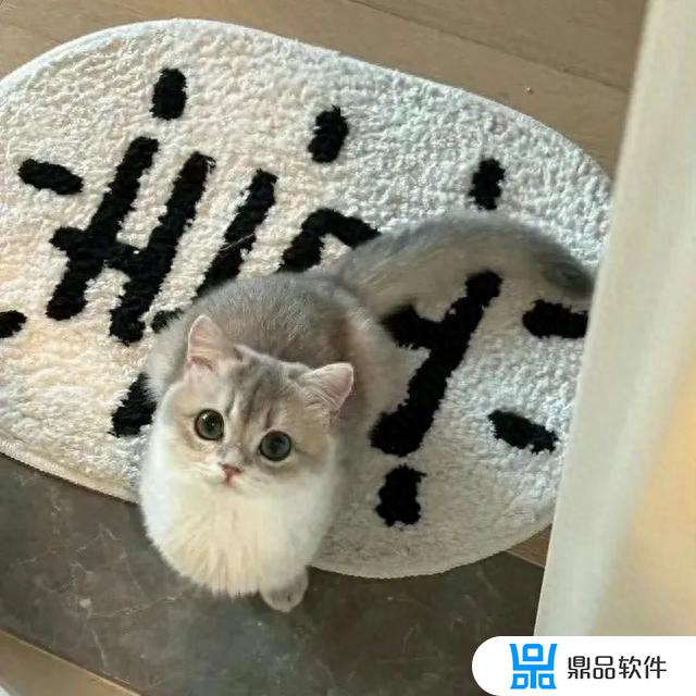 抖音上超火的猫咪头像超治愈(可爱到爆的猫咪头像)