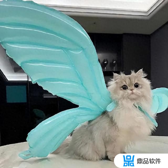 抖音上超火的猫咪头像超治愈(可爱到爆的猫咪头像)