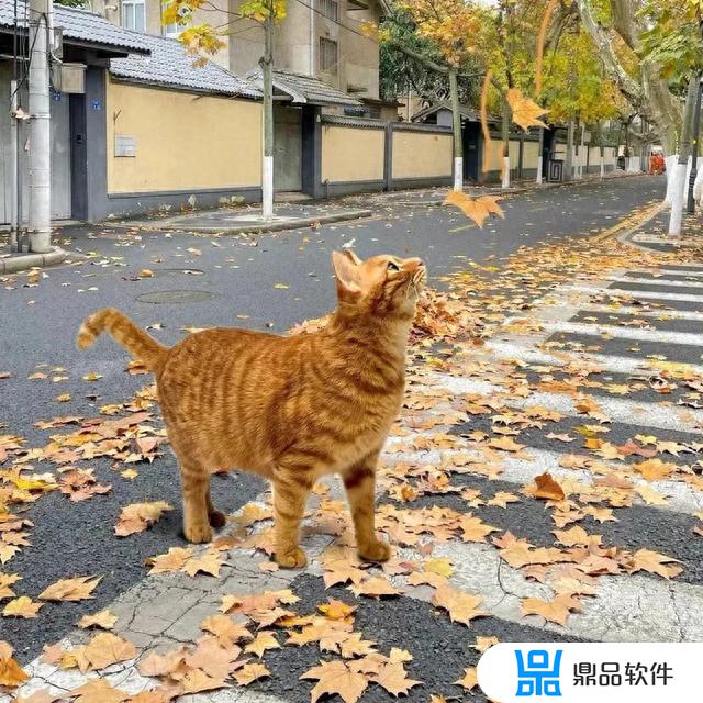 抖音上超火的猫咪头像超治愈(可爱到爆的猫咪头像)