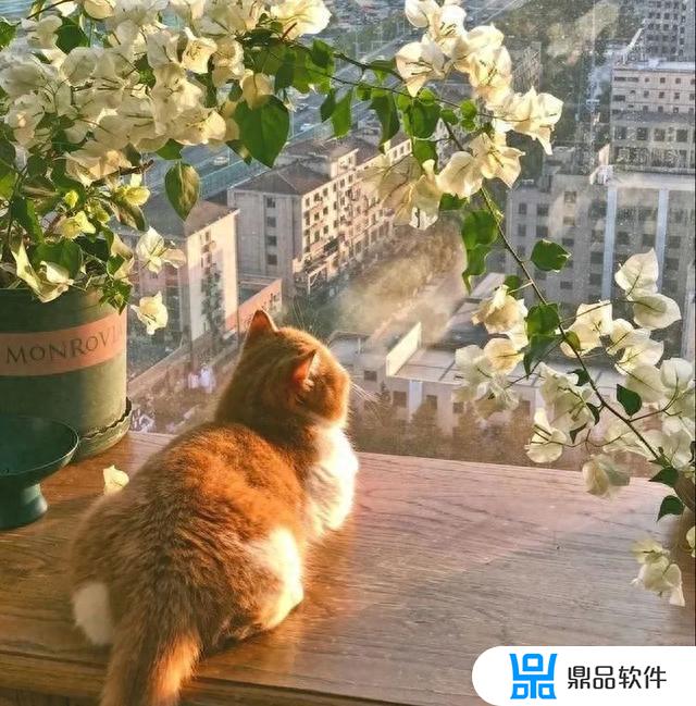 抖音上超火的猫咪头像超治愈(可爱到爆的猫咪头像)